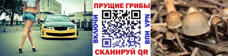 даркнет сайт  Ногинск  Псилоцибиновые грибы GOLDEN TEACHER 